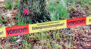 Read more about the article Eichenprozessionsspinner auf der Trabrennbahn